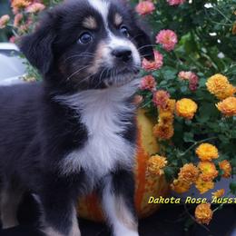 Everest - Black tri-color female Australian Shepherd puppy in Burbank, South Dakota from Dakota Rose Aussies