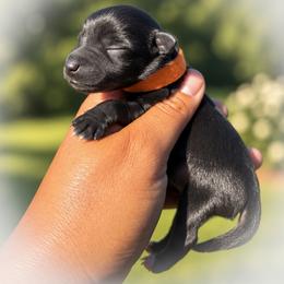 Heath - Black male Miniature Schnauzer puppy in Dorr, Michigan from Enchanted Paws