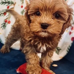Girl 4 - Red female Cavapoo puppy in Gilbert, Arizona from Azbernedoodlepuppies
