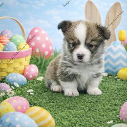 Fern - Sable female Pembroke Welsh Corgi puppy in Charleroi, Pennsylvania from Twilight Hollow Corgis