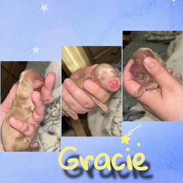 Gracie - Red female Dachshund puppy in Brazil, Indiana from King Duke Dachshunds