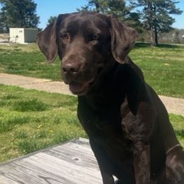 Mags - Labrador Retriever