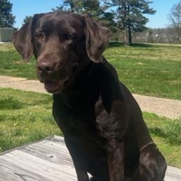 Mags - Labrador Retriever
