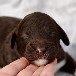 Robin - Brown and white female Aussiedoodle puppy in Bedford, Virginia from Brandt Farms Aussiedoodles