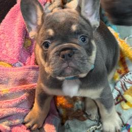 Teal Male - Black and tan male French Bulldog puppy in Republic, Missouri from Ritchie’s Frenchies