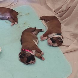 Boxer Puppies from HeartNSoul Boxers