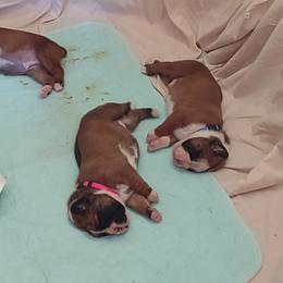 Boxer Puppies from HeartNSoul Boxers