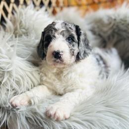Preston - Merle male Bernedoodle puppy in Natural Bridge, Virginia from Rockbridge Puppies