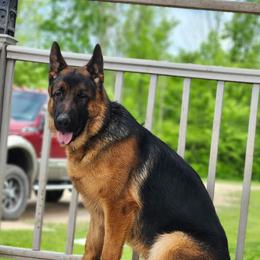 Kodi - German Shepherd