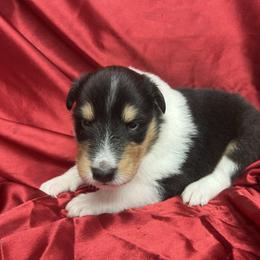 Fizz - Black white and tan male Collie puppy in Groveland, Florida from Palmhaven Collies