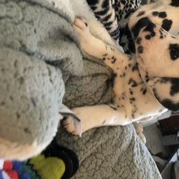 Dalmatian Puppies from Revere Dalmatians