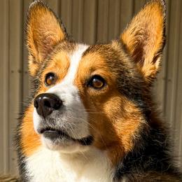 Pembroke Welsh Corgis from Boekel Farms Corgis