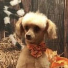 Poodles from Pampered Poodles