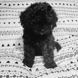 Ace - Black male Maltipoo puppy in Salisbury, North Carolina from Carolina Canines