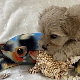 Wendy - Wheaten female Miniature Schnauzer puppy in Port Orchard, Washington from Silver Bells Miniature Schnauzers
