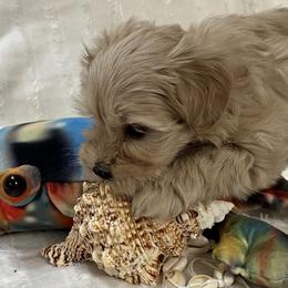 Wendy - Wheaten female Miniature Schnauzer puppy in Port Orchard, Washington from Silver Bells Miniature Schnauzers