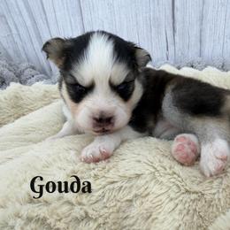 Gouda - Gray and white female Pomsky puppy in Eastman, Georgia from Once Upon A Pomsky