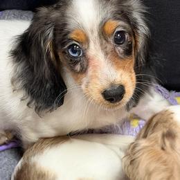 Amanda - Dapple female Dachshund puppy in Irving, Texas from DFW Dachshunds by G & S