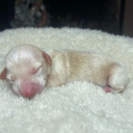 Aspen - Cream male Dachshund puppy in Washburn, Tennessee from Clinch Mountain Dachshunds