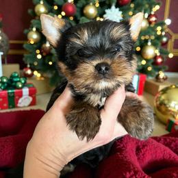 Dale - Black and gold male Yorkshire Terrier puppy in Kendallville, Indiana from Yorkies Kisses