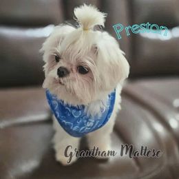 Maltese All Grown Up from Grantham Maltese