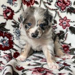 Hoosier - Blue merle male Australian Shepherd puppy in Dardanelle, Arkansas from Whispering Willow Ranch