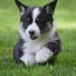 Faith - Black and tan female Pembroke Welsh Corgi puppy in Morgantown, Pennsylvania from GoldStar Corgis (License Number 18519)