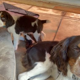 English Springer Spaniel Puppies from Desert Shadow Springers