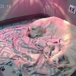 Golden Retriever Puppies from Smokey Mountain English Goldens