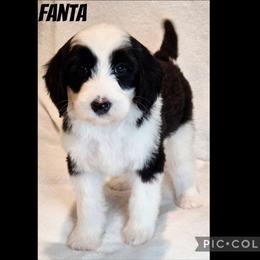 Fanta - Black and white female Sheepadoodle puppy in Roseburg, Oregon from Lookingglass Doodles
