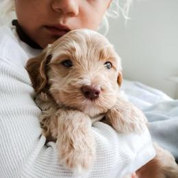 Stirrup - Cream male Goldendoodle puppy in Savannah, Georgia from Vino and Vespa Doodles