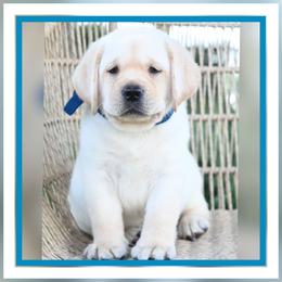 Cleo's Royal - Yellow male Labrador Retriever puppy in Pasco, Washington from ROCK CREEK LABRADORS Pasco, WA
