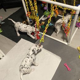 Dalmatian Puppies from Alofa Dalmatians
