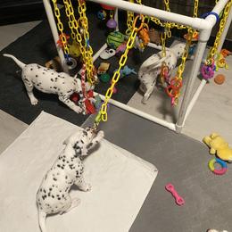 Dalmatian Puppies from Alofa Dalmatians
