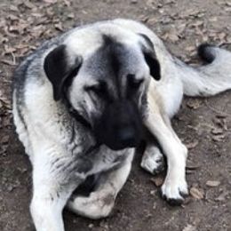 Anatolian Shepherd Dogs and Russell Terriers from SUBLIME JACKS N ANATOLIANS