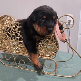 Salmon Pink - Black and rust female Beauceron puppy in Batavia, New York from Oakland Beaucerons