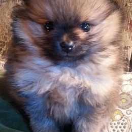 Pomeranians from Firefly Poms