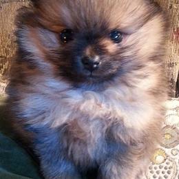 Pomeranians from Firefly Poms
