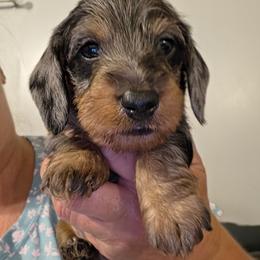 Clover - Black and tan male Dachshund puppy in El Paso, Texas from Mells Weenies