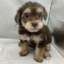 Rue (Purple) - Tri-color female Yorkipoo puppy in Martin, Tennessee from Danza Bolo