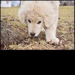 Border Collie and Maremma Sheepdog Puppies from 2J 2K Border Collies & Maremma Sheepdogs