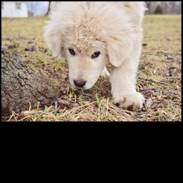 Border Collie and Maremma Sheepdog Puppies from 2J 2K Border Collies & Maremma Sheepdogs