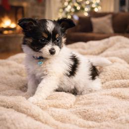 Blueberry - White black and tan male Papillon puppy in Coatesville, Indiana from Wendy’s Wings