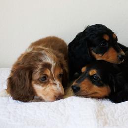 LINI Tan Dappled Girl - Dapple female Dachshund puppy in Burkesville, Kentucky from Bline’s Awesome Aussies & Doxies at the Bline Family Farm