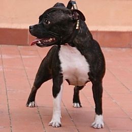 Izzy - Staffordshire Bull Terrier