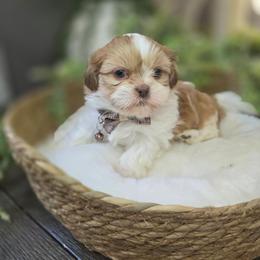 Tiny Sawyers - Liver and white male Shih Tzu puppy in Hartville, Missouri from Petty Paws