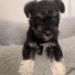 Tiny - Black and silver female Miniature Schnauzer puppy in Bixby, Oklahoma from The beansprouts