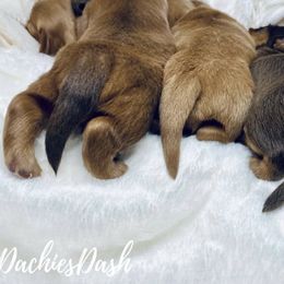 Dachshund Puppies from DachiesDash
