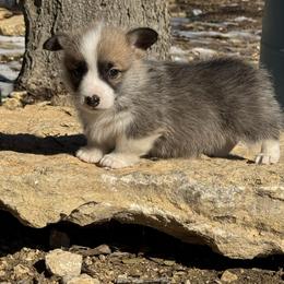 Happy - Red male Pembroke Welsh Corgi puppy in Stephenville, Texas from Rising JM Pembrokes