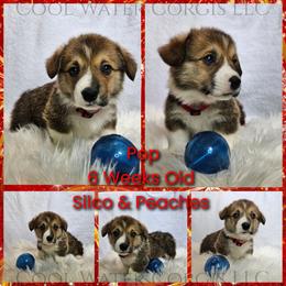 Pop - Sable male Pembroke Welsh Corgi puppy in Kiowa, Colorado from Cool Water Corgis LLC